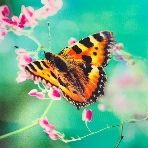 Blank card - 3D butterfly photo