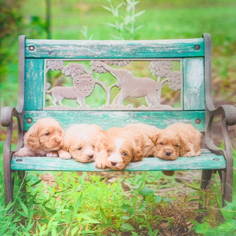 Blank card - 3D cute puppies photo