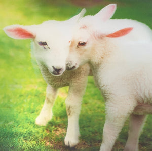Blank card - 3D cute lamb photo