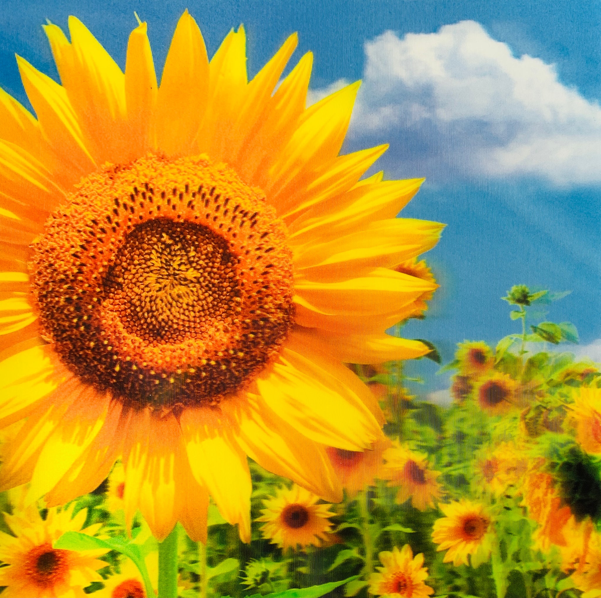 Blank card - 3D sunflower photo