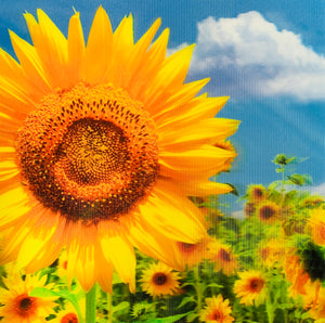 Blank card - 3D sunflower photo