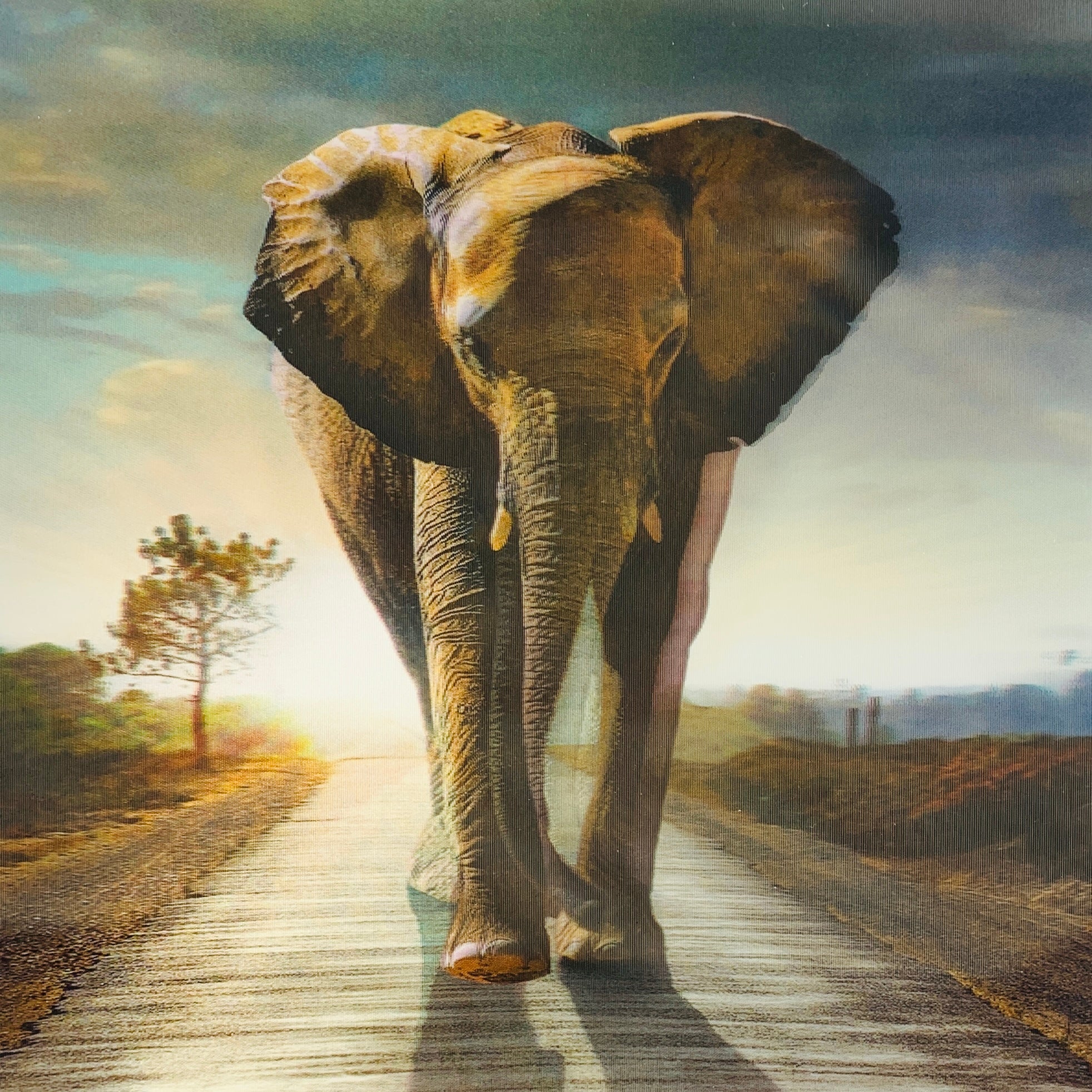 Blank card- 3D elephant photo
