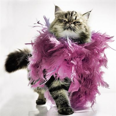 Blank card - 3D cat wearing feather boa
