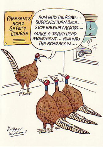 Funny birthday card- pheasants road safety